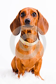 Short haired Dachshund Dog isolated over white background