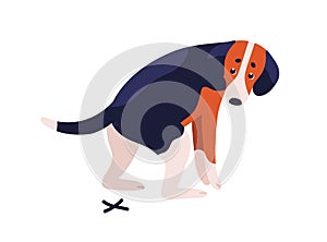 Short haired dog beagle breed during shitting vector flat illustration. Cute spotted colorful doggy pooping isolated on