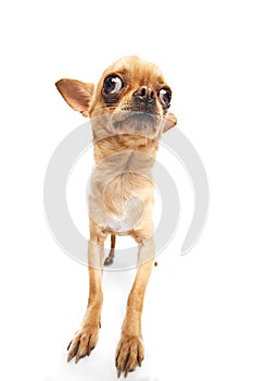 Short-haired funny chihuahua looking curiously at camera against white studio background. Fish-eye effect.