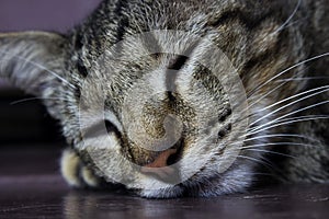 The short-haired gray cat sleeping soundly on the floor