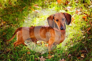 A short-haired red Dachshund stands on the lawn in the sunlight. Oak leaves lie on the green grass-the first symbol of the coming
