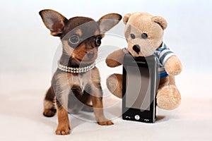 Short-haired Russkiy toypuppy with cell phone