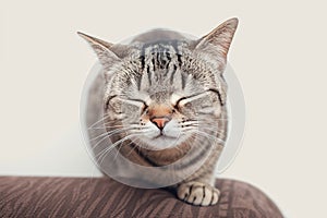 Short haired tabby cat poses arrogantly, a funny and cute portrait