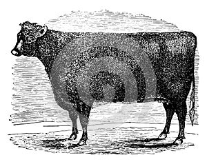Short horn heifer vintage illustration