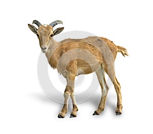 Short-horned baby goat on a white background