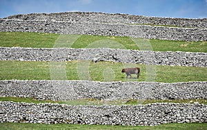 Corto cornuto toro un calcolo le mura 