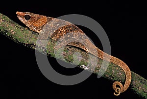 Short-Horned Chameleo, calumma brevicornis, Adult standing on Branch against Black Background