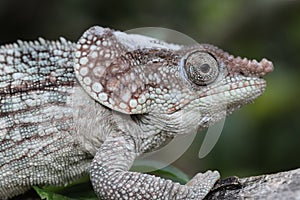 Short-horned Chameleon