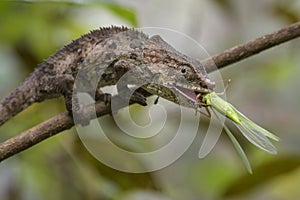 Short-horned Chameleon - Calumma brevicorne