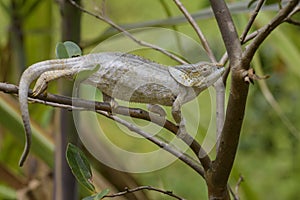 Short-horned Chameleon - Calumma brevicorne