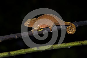 Short-horned Chameleon - Calumma brevicorne