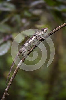 Short-horned Chameleon - Calumma brevicorne