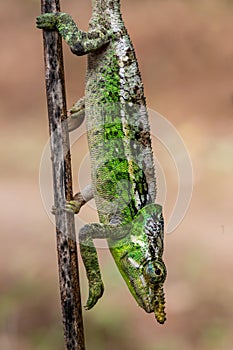 Short-horned chameleon Calumma brevicorne, Andasibe, Madagascar