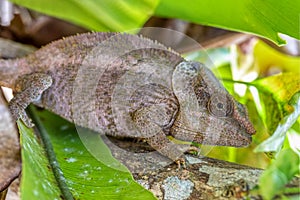 Short-horned chameleon, Calumma brevicorne, Reserve Peyrieras Madagascar Exotic, Madagascar wildlife