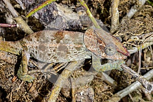 Short-horned chameleon, marozevo