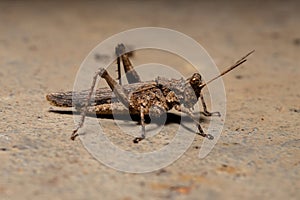 Short horned Grasshopper