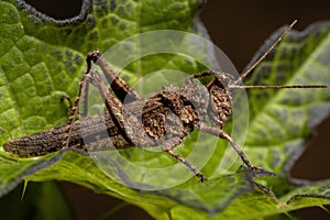 Short horned Grasshopper