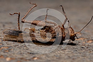 Short horned Grasshopper