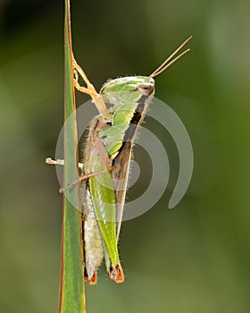 Short-horned grasshopper