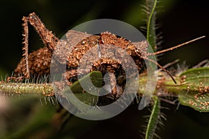 Short-horned Grasshopper Insect