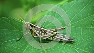 Short horned grasshopper locust