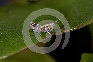 Short-horned Grasshopper Nymph