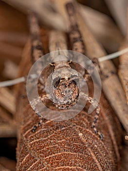 Short-horned Grasshopper Nymph