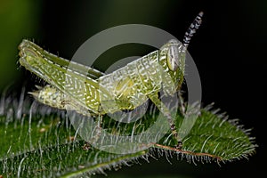 Short-horned Grasshopper Nymph