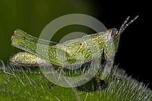 Short-horned Grasshopper Nymph