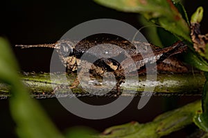 Short-horned Grasshopper Nymph