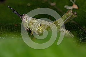 Short-horned Grasshopper Nymph