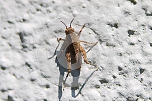 Short-Horned Grasshopper Trilophidia Annulata