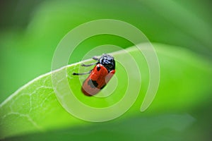 a Short-horned leaf beetle - Clytra laeviuscula