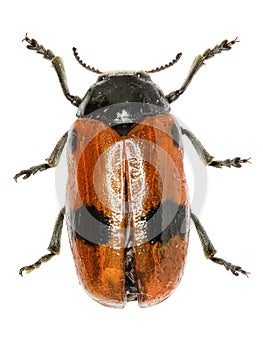 Short-horned Leaf Beetle on white Background