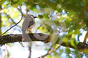 Short-legged ground-roller, tropical bird of Madagascar