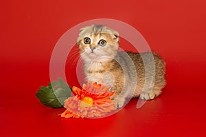 Short-legged, Scottish fold kitten