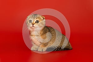 Short-legged, Scottish fold kitten