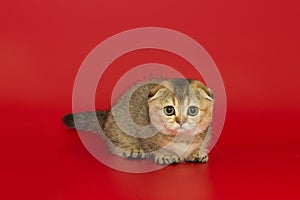 Short-legged, Scottish fold kitten