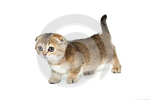 Short-legged, Scottish fold kitten