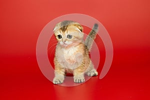 Short-legged, Scottish fold kitten red color