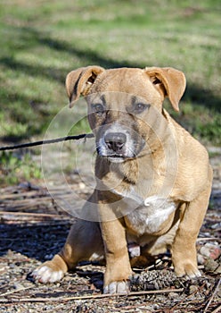 Short legged tan mutt puppy dog, Georgia USA