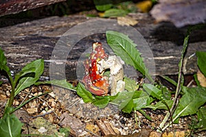 A Short Life Of The Fly Agaric (Latin Amanita Muscaria)