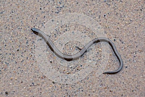 Short-limbed supple skink