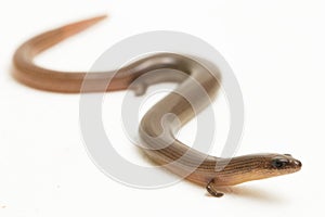 The short-limbed supple skink or Linnaeus's writhing skink lizard (Lygosoma quadrupes) on white background photo