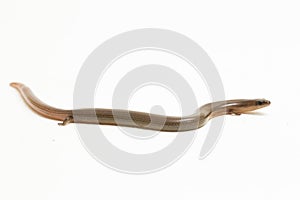 The short-limbed supple skink or Linnaeus\'s writhing skink lizard (Lygosoma quadrupes) on white background photo