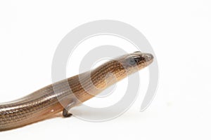 The short-limbed supple skink or Linnaeus\'s writhing skink lizard (Lygosoma quadrupes) on white background photo