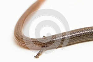 The short-limbed supple skink or Linnaeus\'s writhing skink lizard (Lygosoma quadrupes) on white background photo