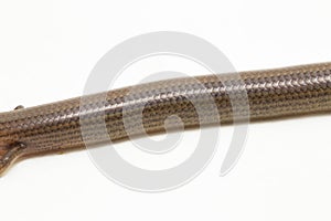 The short-limbed supple skink or Linnaeus\'s writhing skink lizard (Lygosoma quadrupes) on white background photo
