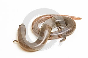 The short-limbed supple skink or Linnaeus\'s writhing skink lizard (Lygosoma quadrupes) on white background photo
