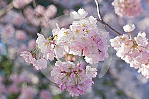 A short-lived beauty of cherry tree brunch with flowers.